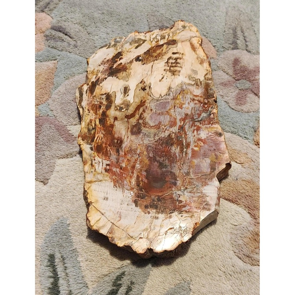 Petrified Wood Slab, Fossilized Wood, Colorful Wood Slab